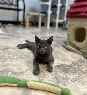 Kitten 27999 (Freddy) Image
