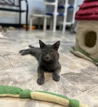 Kitten 27999 (Freddy) - Photo 1