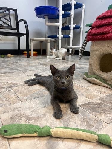 KITTEN 27999 (FREDDY) - Russian Blue available for adoption