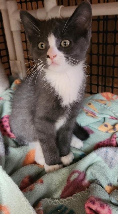 KITTEN 27754 (FOREST) - Domestic Short Hair available for adoption