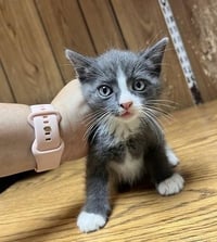 Kitten 27754 (Forest) - Photo 2