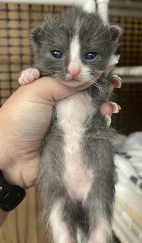 Kitten 27754 (Forest) - Photo 3