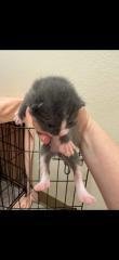 Kitten 27754 (Forest) - Photo 4