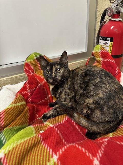 TORRACAT - Tortoiseshell available for adoption