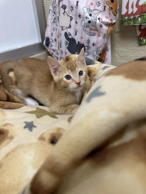 TWIX - Abyssinian for adoption in Visalia