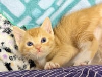 Twix - Photo 2