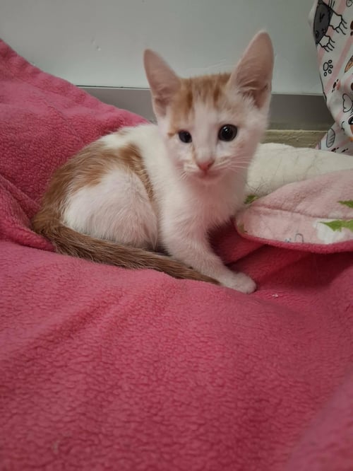 BABADOOK - Tabby available for adoption