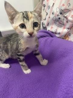 KITTEN 28200 (EFFEY) - Calico / Tabby available for adoption