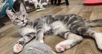Kitten 28075 (Baby Bubba) - Photo 2