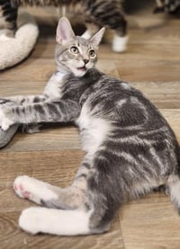 Kitten 28075 (Baby Bubba) - Photo 1