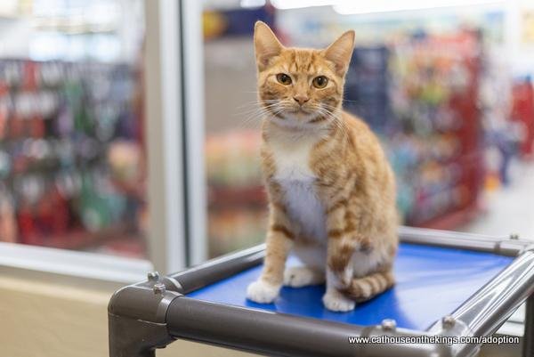 MAISEY - Tabby available for adoption