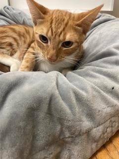 MAISEY - Tabby available for adoption