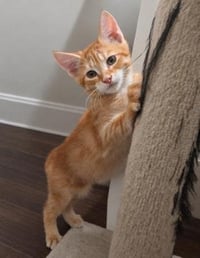 Kitten 28171 (Copper) - Photo 1