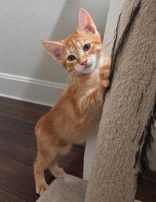 KITTEN 28171 (COPPER) - Domestic Short Hair available for adoption