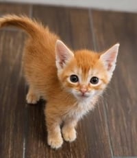Kitten 28171 (Copper) - Photo 3