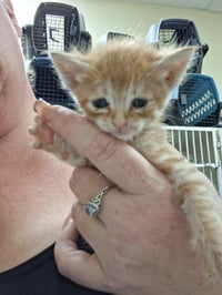 Kitten 28171 (Copper) - Photo 4