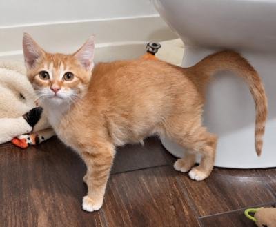 KITTEN 28171 (COPPER) - Domestic Short Hair available for adoption