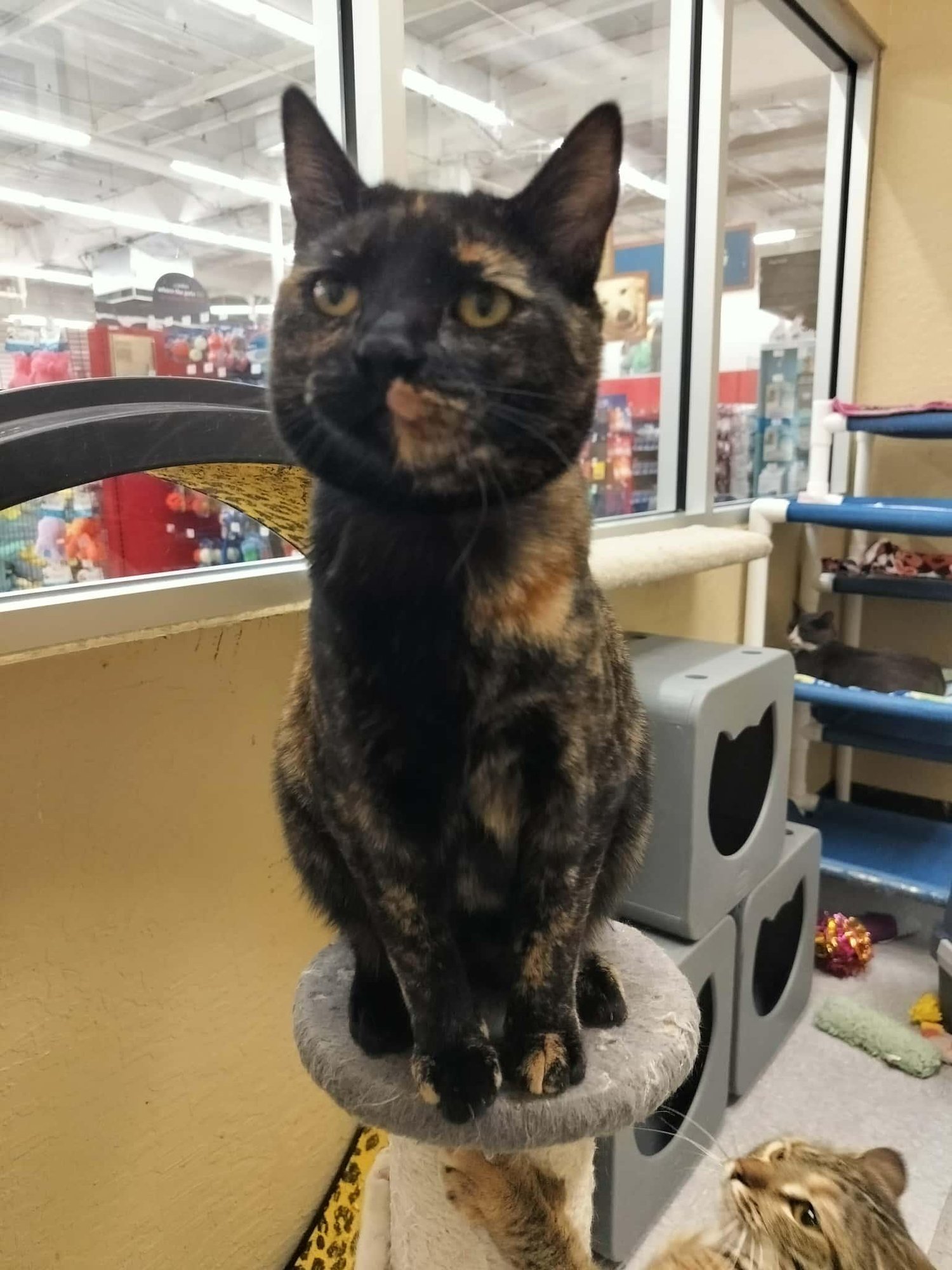 AMETHYST - Tortoiseshell available for adoption