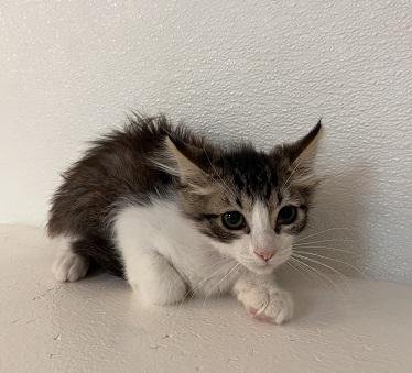 KITTEN 27746 (JASPER) - Maine Coon available for adoption
