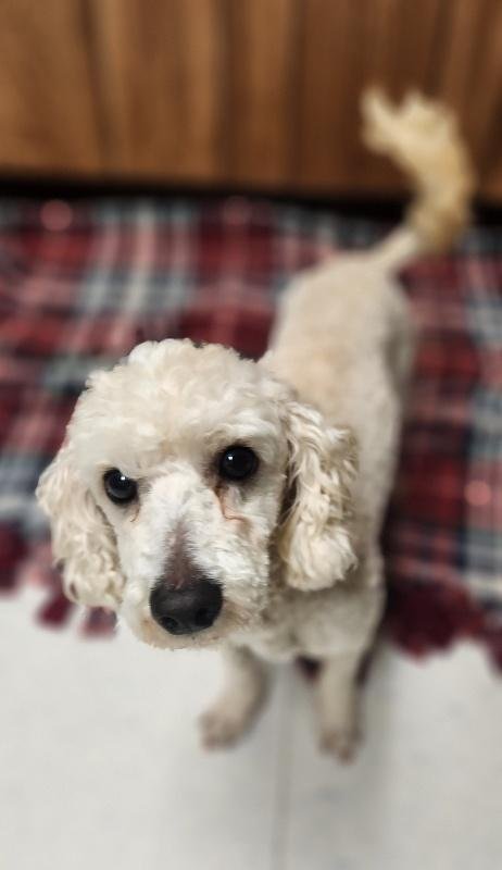 WINSTON-DARK BLUE COLLAR - Poodle (unknown type) available for adoption
