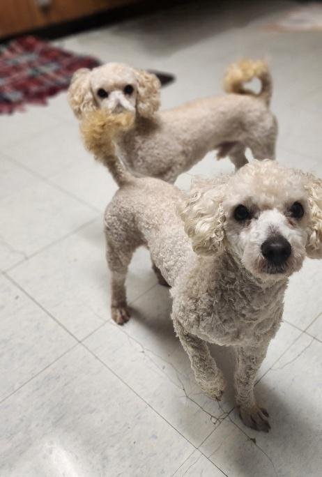 WINSTON-DARK BLUE COLLAR - Poodle (unknown type) available for adoption