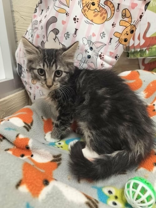 AURORA - Tabby available for adoption