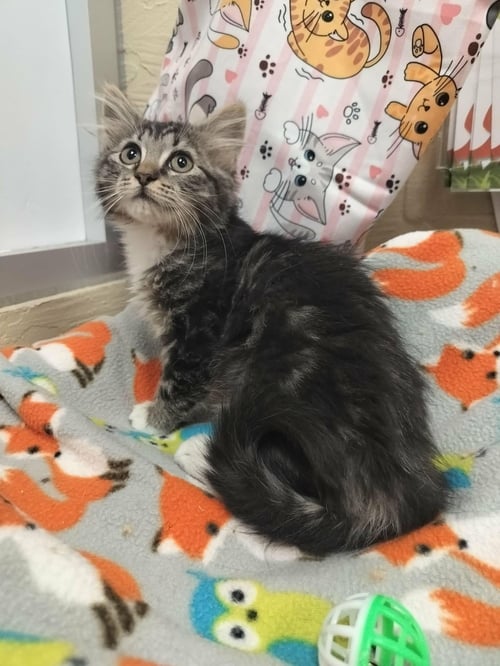 AURORA - Tabby available for adoption