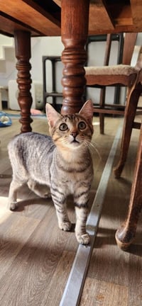 Kitten 27632 (Alec) - Photo 1