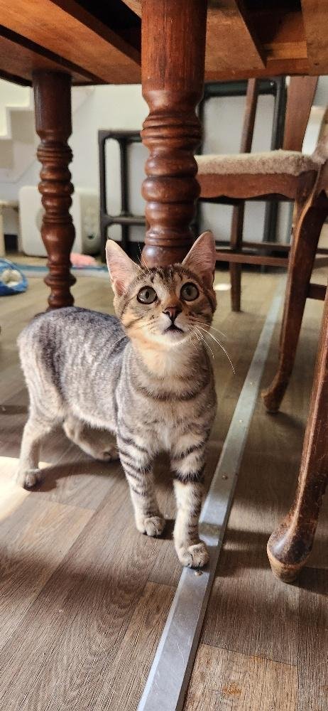 KITTEN 27632 (ALEC) - Tabby available for adoption