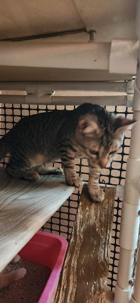 KITTEN 27632 (ALEC) - Tabby available for adoption