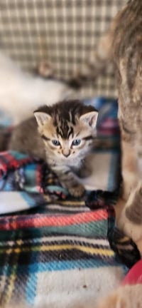 Kitten 27632 (Alec) - Photo 3