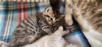 Kitten 27632 (Alec) - Photo 4
