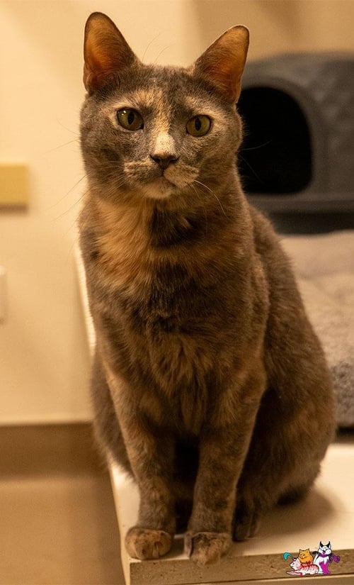 GALILA - Dilute Tortoiseshell available for adoption
