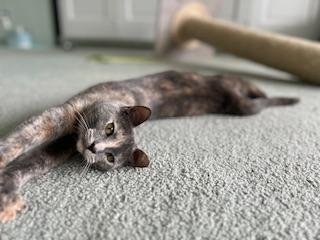 GALILA - Dilute Tortoiseshell available for adoption