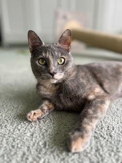 GALILA - Dilute Tortoiseshell available for adoption