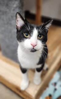 Kitten 27854 (Croissant) - Photo 2