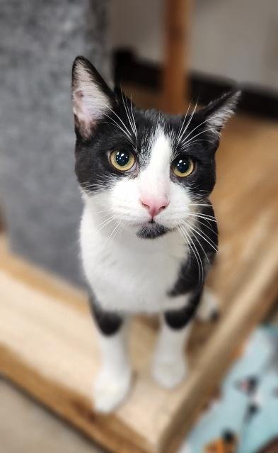 KITTEN 27854 (CROISSANT) - Domestic Short Hair available for adoption
