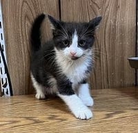 Kitten 27854 (Croissant) - Photo 4