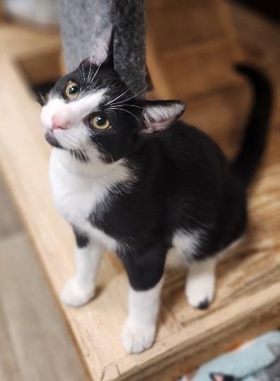 KITTEN 27854 (CROISSANT) - Domestic Short Hair available for adoption