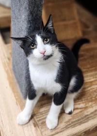 Kitten 27854 (Croissant) - Photo 3