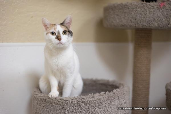 Shirley Image