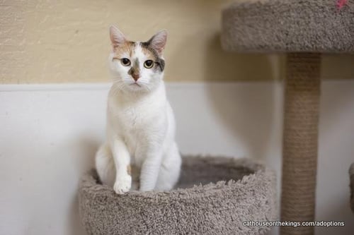 SHIRLEY - Calico / Oriental Short Hair available for adoption