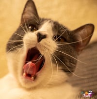 Abby - Photo 3