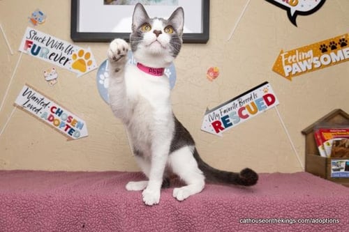 ABBY - Domestic Short Hair for adoption in Fresno