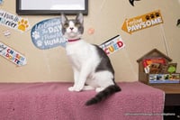 Abby - Photo 3