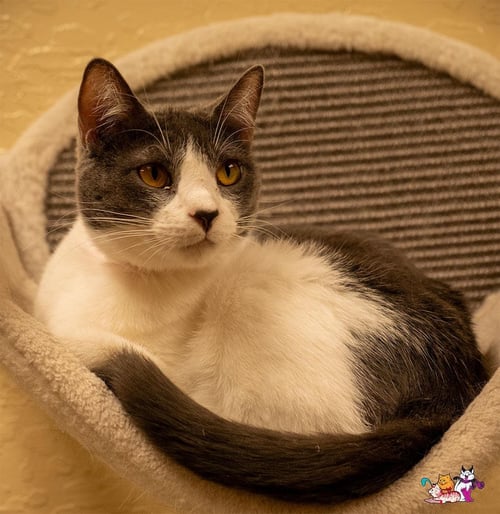 ABBY - Domestic Short Hair available for adoption