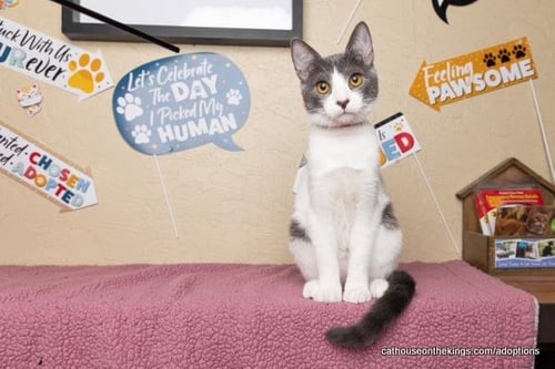 ABBY - Domestic Short Hair available for adoption