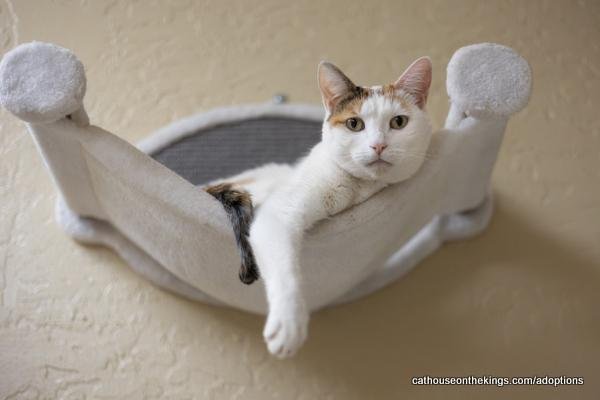 LAVERNE - Calico / Oriental Short Hair available for adoption