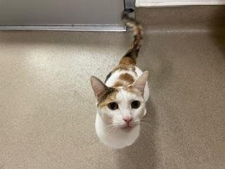 LAVERNE - Calico / Oriental Short Hair available for adoption