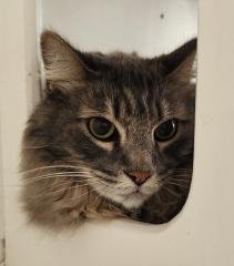 RADER - Maine Coon available for adoption